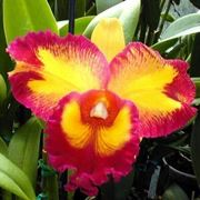 orchidee cattleya