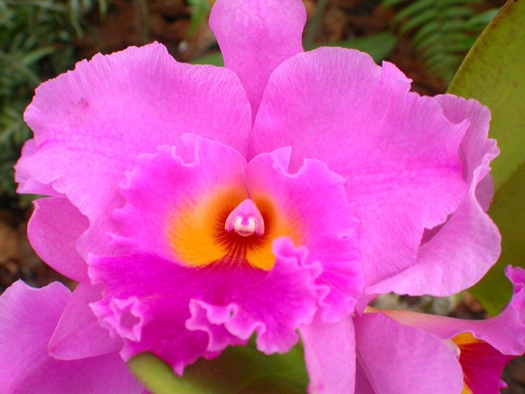 orchidee cattleya