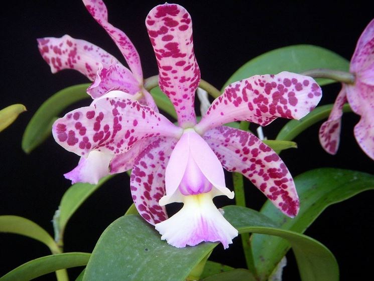orchidea cattleya