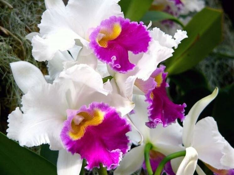 orchidea cattleya