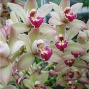 Orchidee Cymbidium bianche e rosa