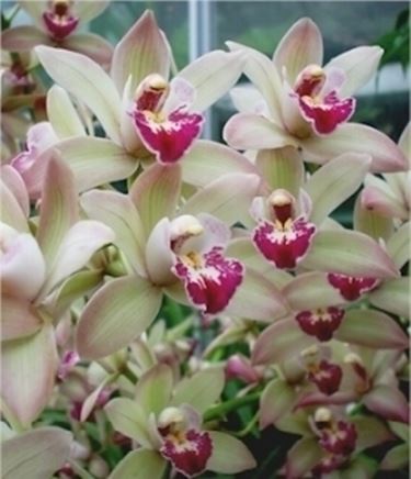 Orchidee Cymbidium bianche e rosa
