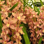 orchidea cymbidium