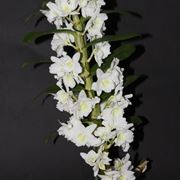 dendrobium