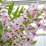 dendrobium nobile cura