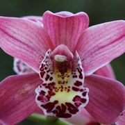 orchidea cymbidium