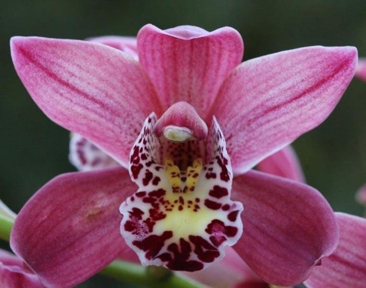 orchidea cymbidium