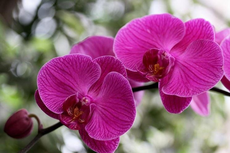 orchidea phalaenopsis