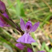 orchidea anacamptis