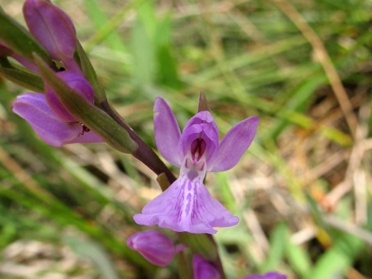 orchidea anacamptis