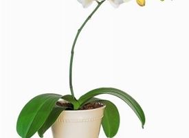 Orchidee Phalaenopsis