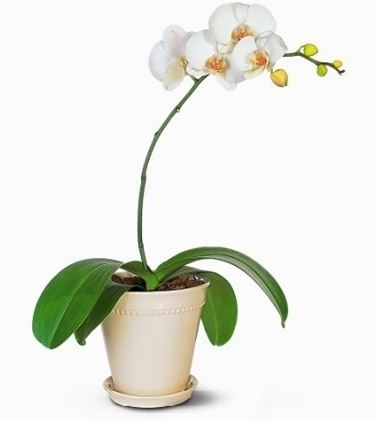 orchidee