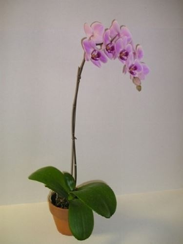 Orchidea