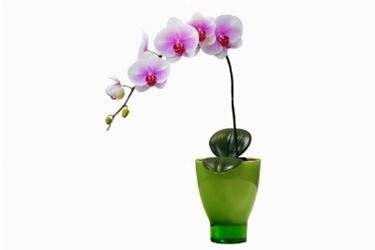 phalaenopsis