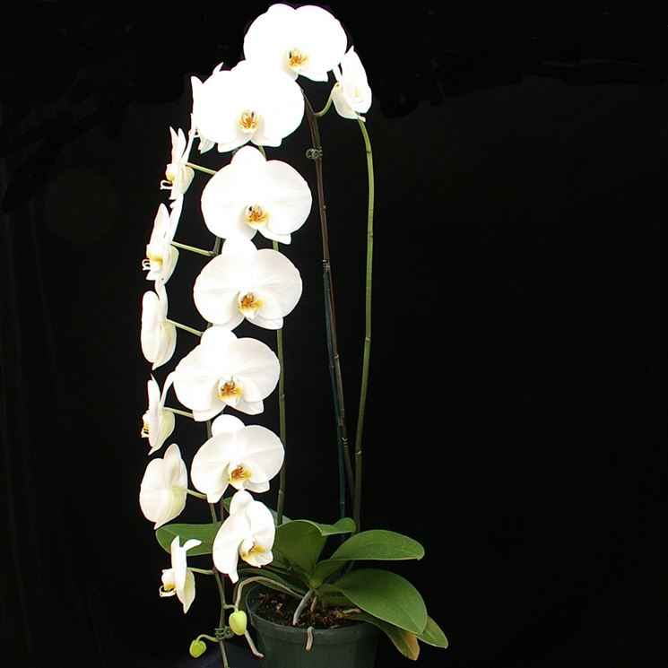 Orchidea phalaenopsis