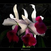orchidee rare 