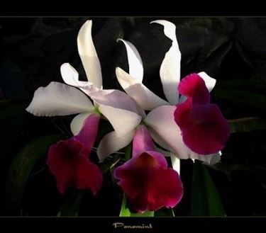 orchidee rare 