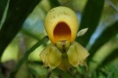 orchidea rara 
