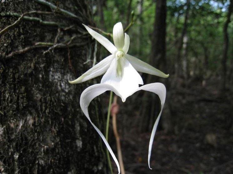 orchidea fantasma