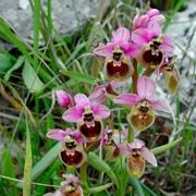 orchidee selvatiche