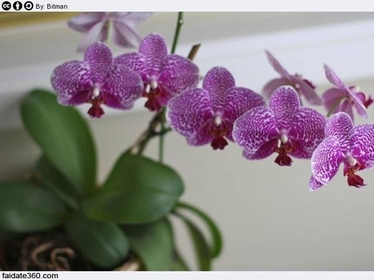 Peculiarit riproduzione orchidee