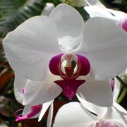 orchidea