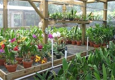 serra per orchidee