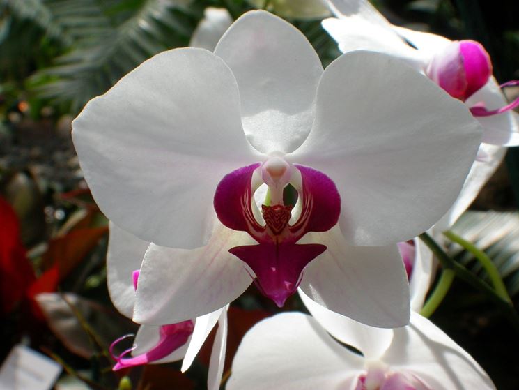 orchidea