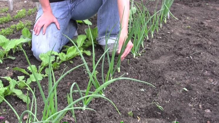 Coltivare cipolla da seme
