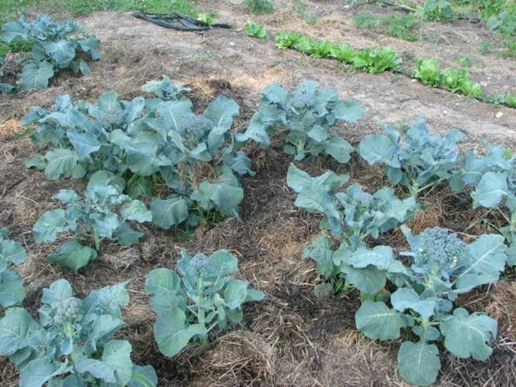 coltivazione broccoli