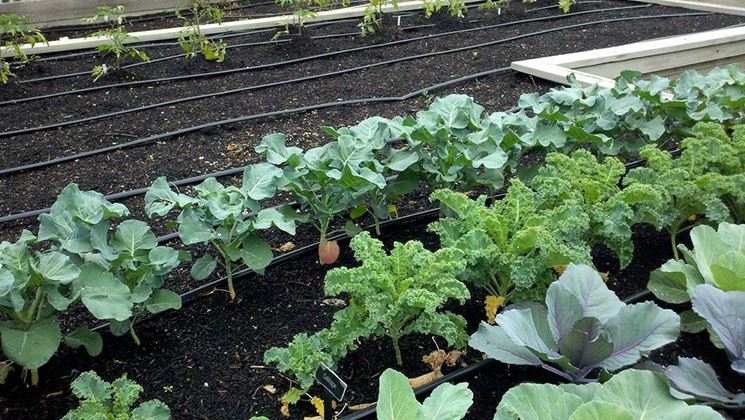 coltivazione broccoli