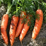 coltivare carote