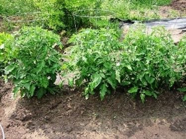 piantine di pomodoro