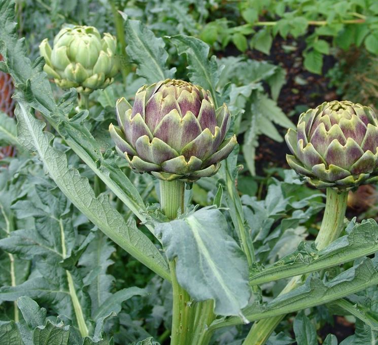 raccolta dei carciofi