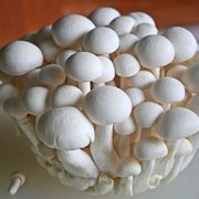 funghi 