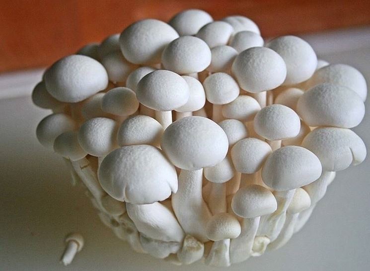funghi 