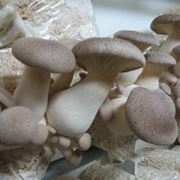 coltivazione funghi champignon