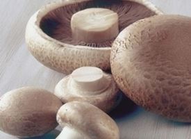 Coltivazione funghi porcini