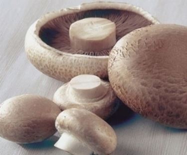 funghi porcini 