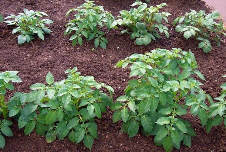 coltivazione patate