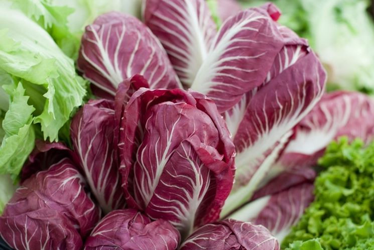 Radicchio trevigiano precoce