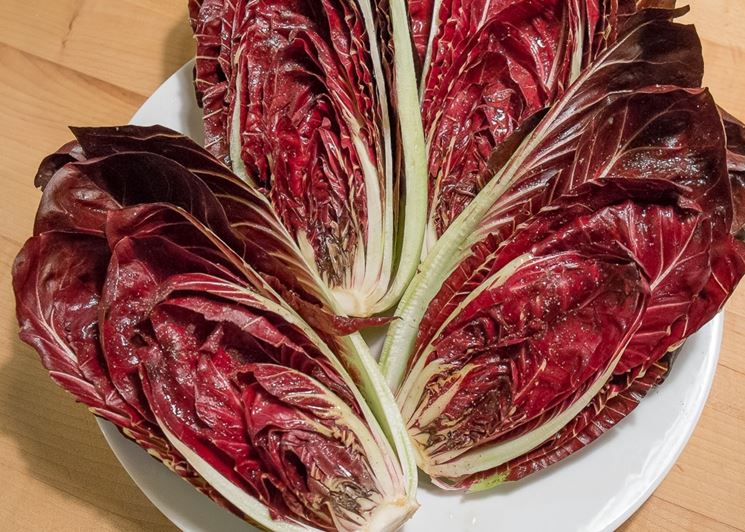 Cespi di radicchio precoce