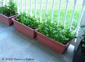 Coltivazione spinaci