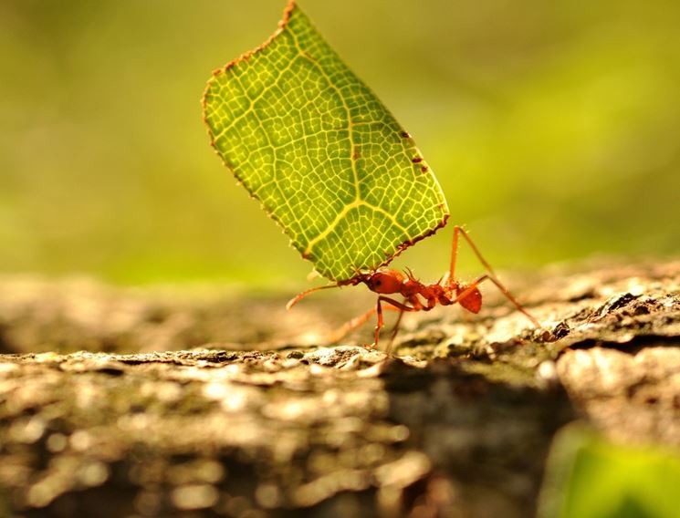 Come eliminare le formiche da orto e giardino orto eliminare ... Eliminare le formiche