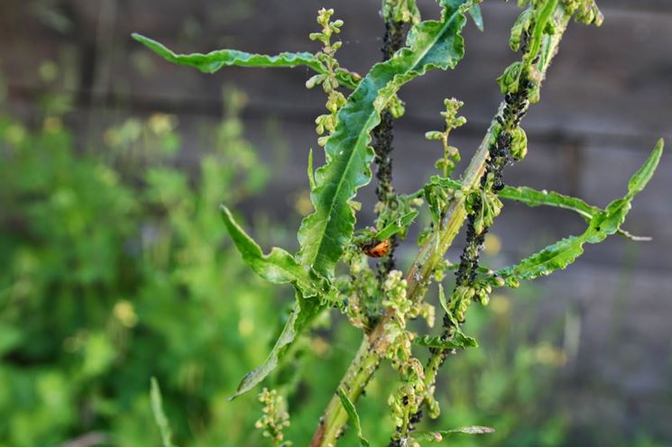 Come eliminare le formiche da orto e giardino orto eliminare ... Eliminare le formiche