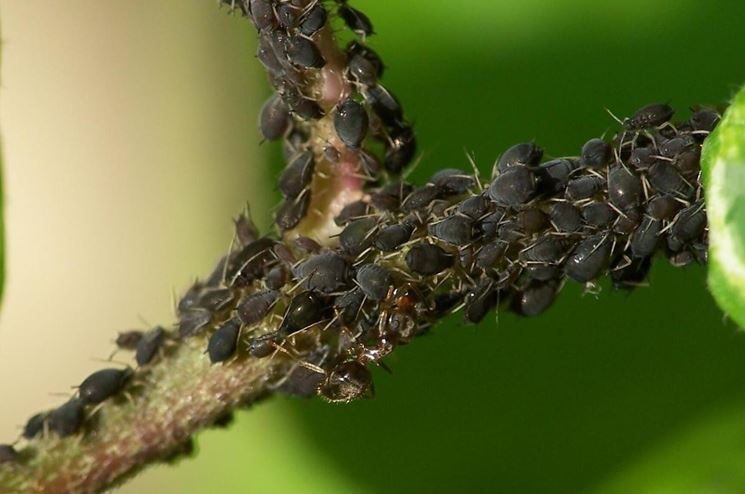 eliminare formiche dalle piante