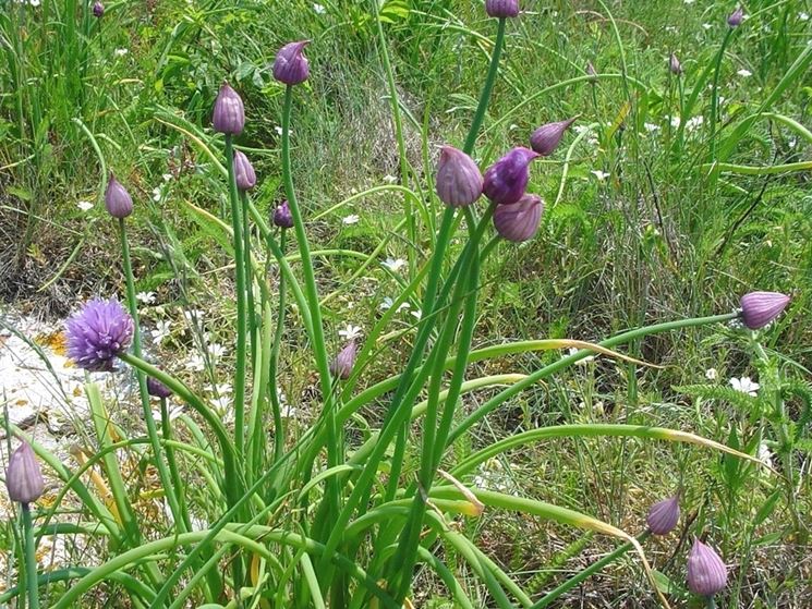 erba cipollina coltivazione