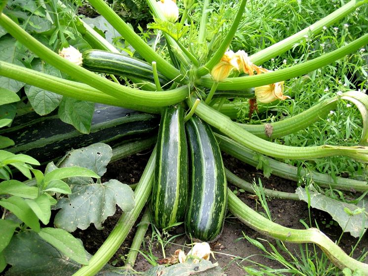 Cosa raccogliere a settembre- zucchine