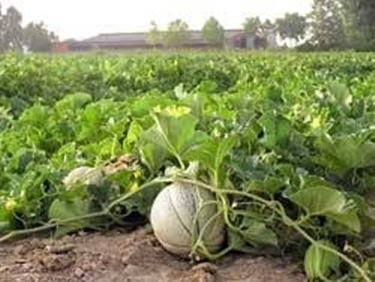 coltivazione del melone