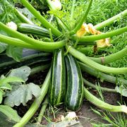 coltivazione zucchine